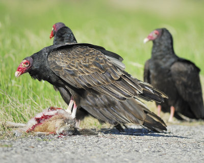 turkey vulture BRD6319.JPG