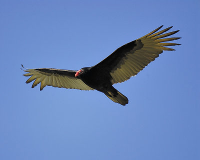 turkey vulture BRD6342.JPG