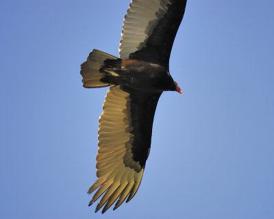 turkey vulture BRD6345.JPG
