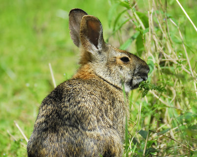 cottontail BRD6770.JPG