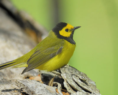 hooded warbler BRD6782.JPG