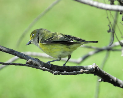 white-eyed vireo BRD6881.JPG