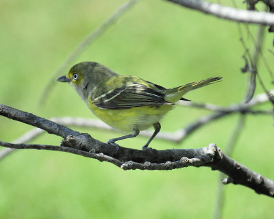 white-eyed vireo BRD6882.JPG