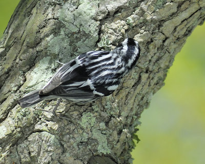 black and white warbler BRD7113.JPG