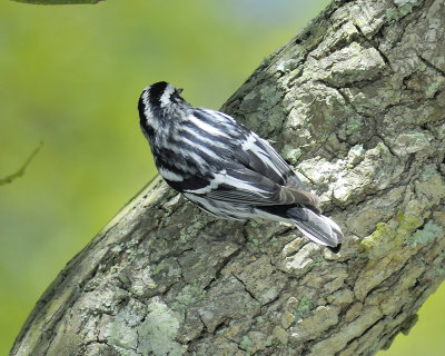 black and white warbler BRD7115.JPG