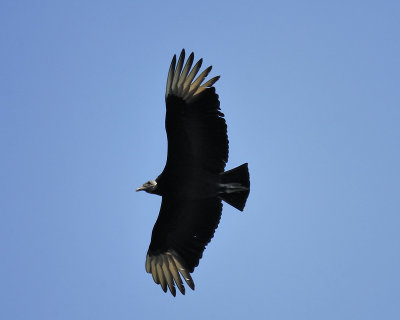 black vulture BRD7190.JPG
