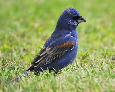 blue grosbeak BRD7497.JPG