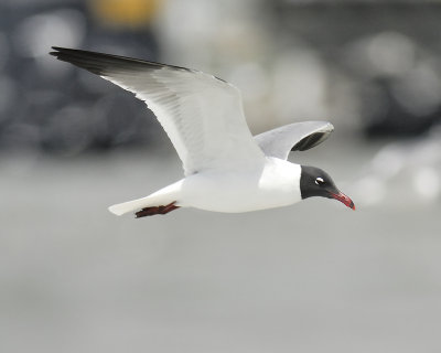 laughing gull BRD7685.JPG