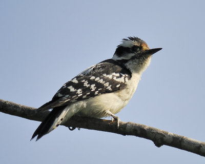 downy woodpecker BRD7872.JPG