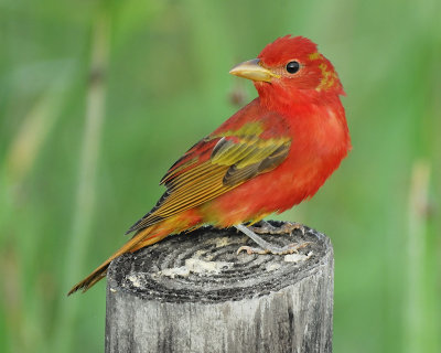 summer tanager BRD7905.JPG