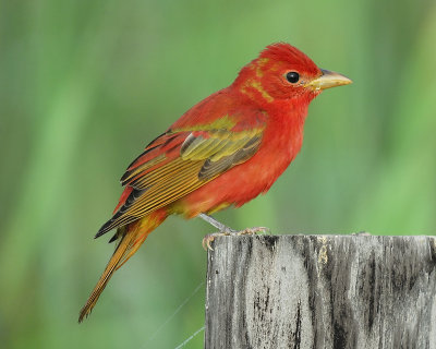 summer tanager BRD7913.JPG