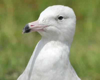 glaucous gull BRD8033.JPG