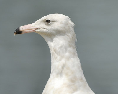 glaucous gull BRD8037.JPG