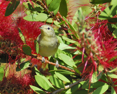 tennessee warbler BRD8247.JPG