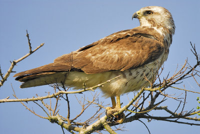 red-tailed hawk BRD8232.JPG