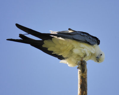 swallow-tailed kite BRD8421.JPG