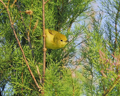 yellow warbler BRD8866.JPG