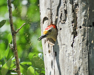 golden-fronted woodpecker BRD8996.JPG