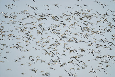 white-rumped sandpiper BRD9015.JPG