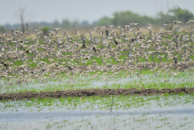 white-rumped sandpiper BRD9020.JPG