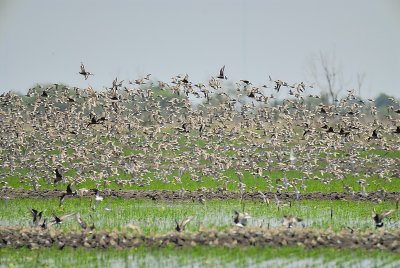 white-rumped sandpiper BRD9033.JPG