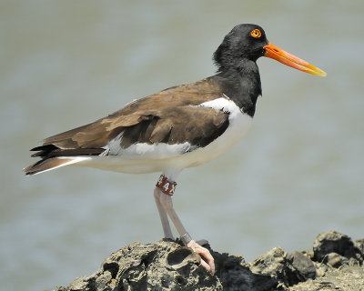 american oystercatcher BRD9313.JPG