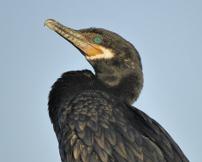 neotropic cormorant BRD9104.JPG