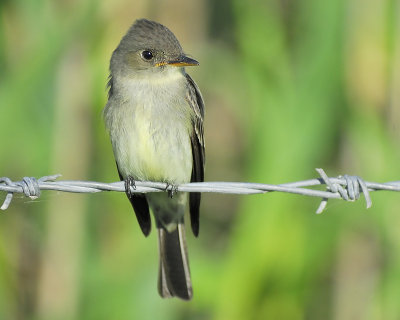 eastern wood pewee BRD9164.JPG