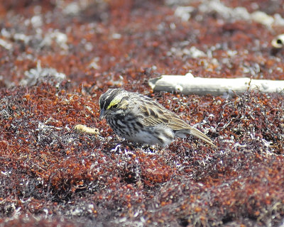 savannah sparrow BRD9740.JPG