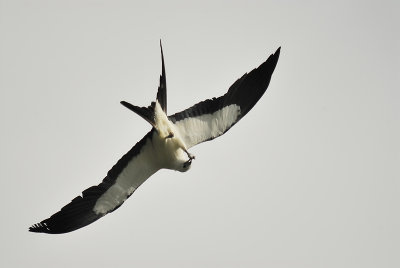 swallow-tailed kite BRD0039.JPG