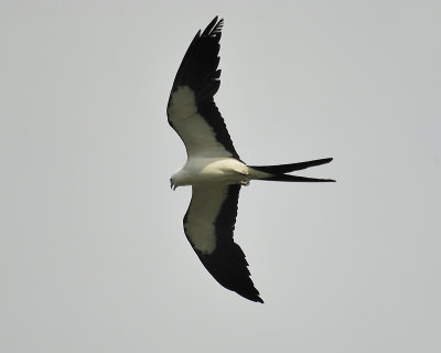 swallow-tailed kite BRD0072.JPG