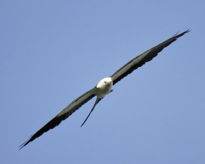 swallow-tailed kite BRD0092.JPG