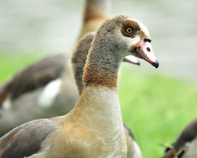 1091n_egyptian_goose