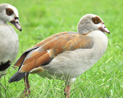 egyptian goose BRD0683.JPG