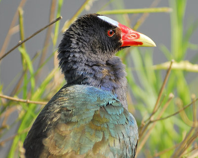 purple gallinule BRD0782.JPG