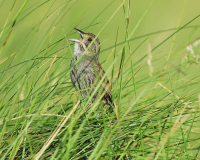 seaside sparrow BRD0691.JPG