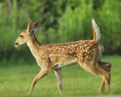 white-tailed deer BRD0848.JPG