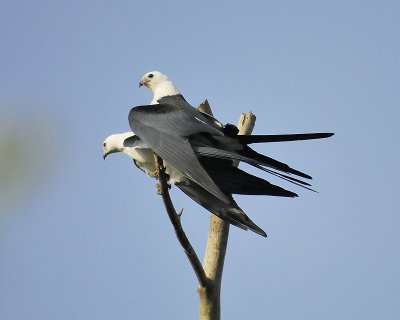 swallow-tailed kite BRD0850.JPG
