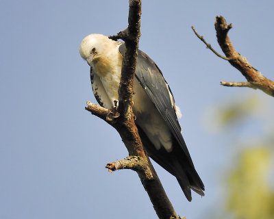 swallow-tailed kite BRD0877.JPG