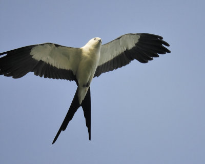 swallow-tailed kite BRD0871.JPG