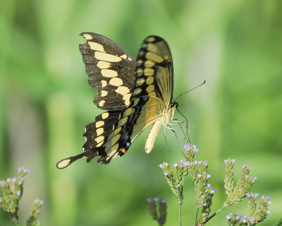 giant swallowtail BRD1318.JPG