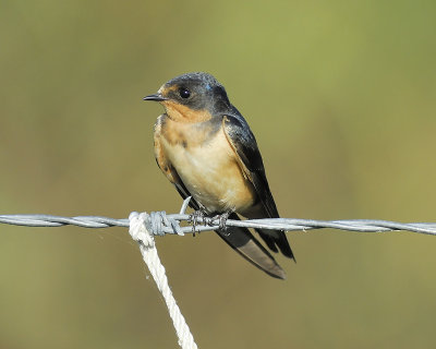 barn swallow BRD1308.JPG