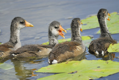 common gallinule BRD1409.JPG