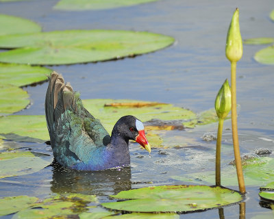 purple gallinule BRD1366.JPG