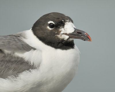 laughing gull BRD1446.JPG