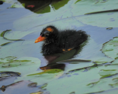 common gallinule BRD1616.JPG