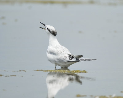 sandwich tern BRD1758.JPG