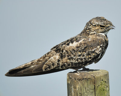 common nighthawk BRD1821.JPG