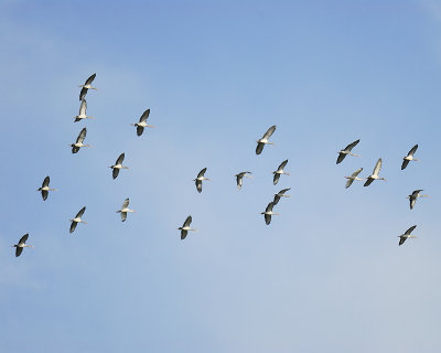 white ibis BRD2390.JPG