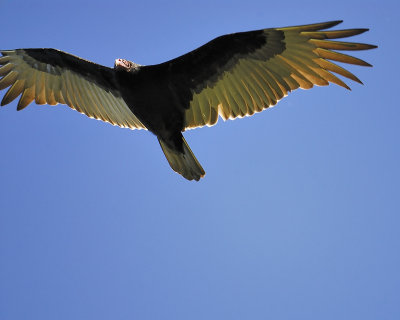 turkey vulture BRD2978.JPG